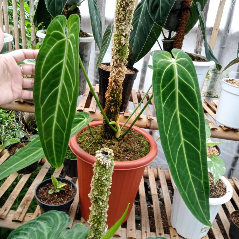 Tanaman hias anthurium lidah gajah