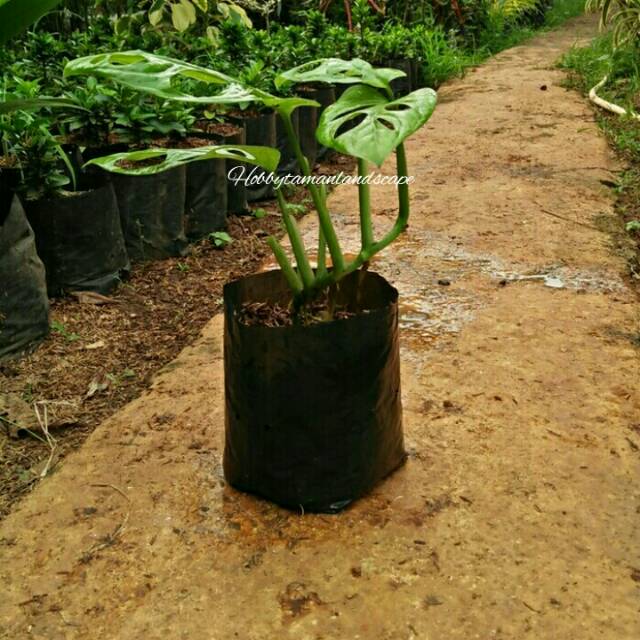 Tanaman Hias Monstera Obliqua | Tanaman Hias Monstera Janda Bolong | Tanaman Janda Bolong