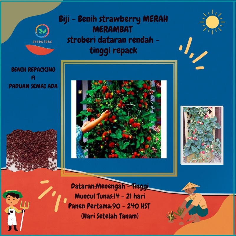 10 benih biji strawberry rambat import