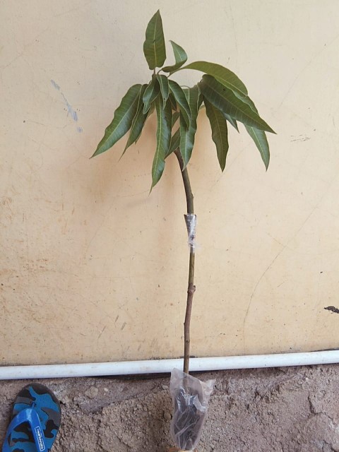 Bibit Buah Mangga Chokanan Supermurah