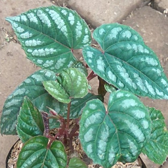 

Jual Daun Sirih Keraton Fres 100Gram
