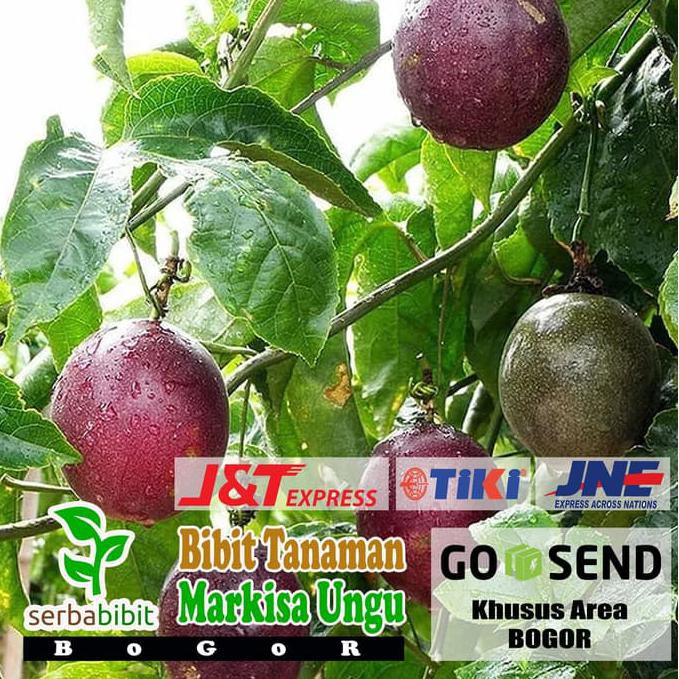 BIBIT BUAH BIBIT MARKISA UNGU - POHON BUAH MARKISA UNGU @_@
