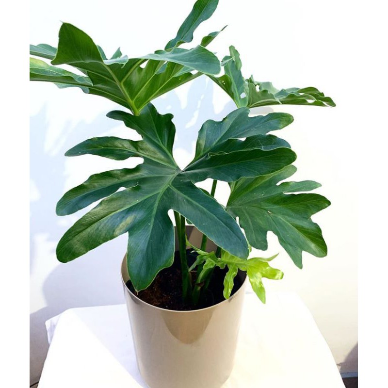 tanaman philodendron selloum philo jari phillo jendron bergaransi