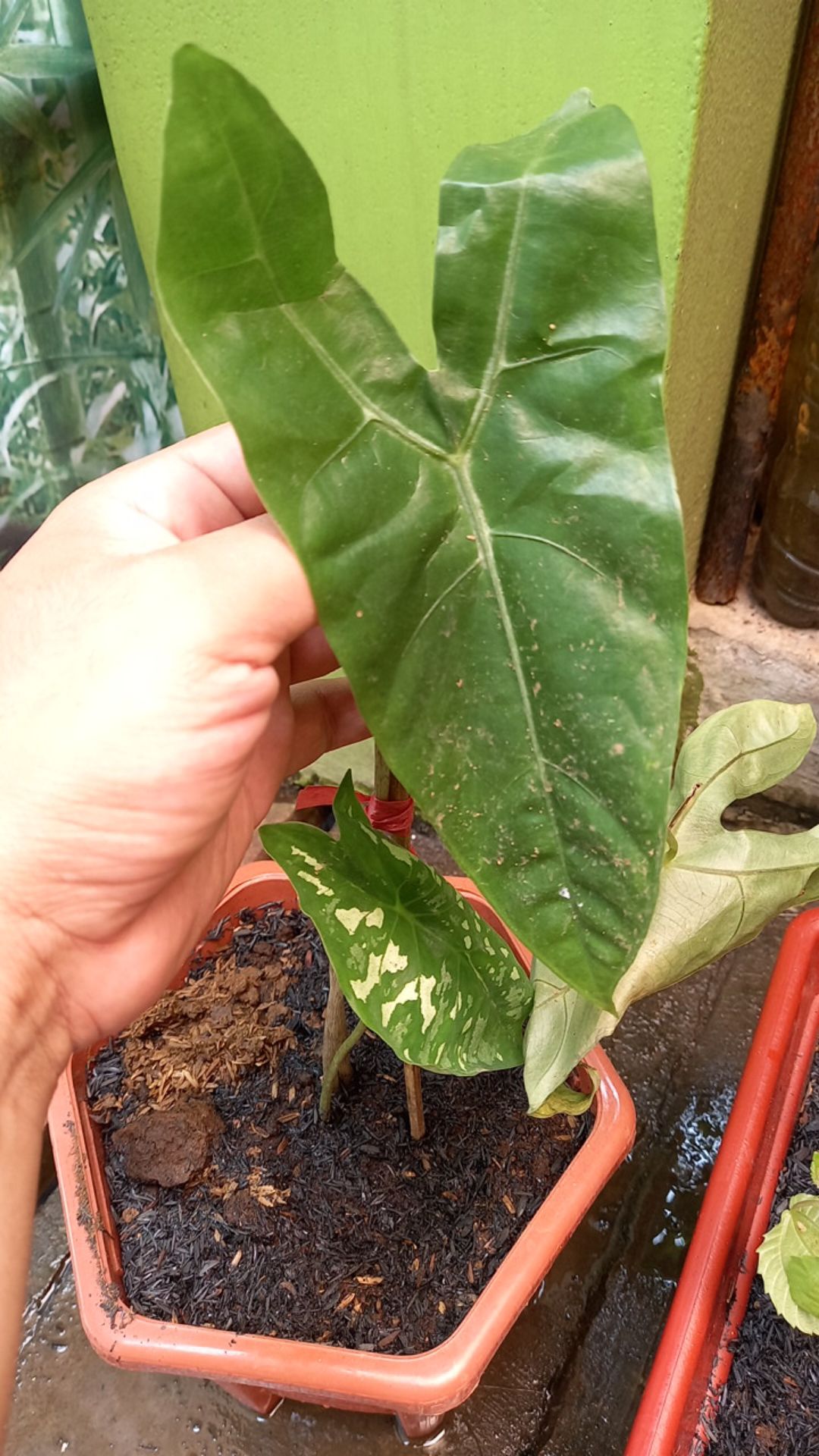 Tanaman Hias Keladi  Alocasia Silver /keladi Liku Sp Hutan