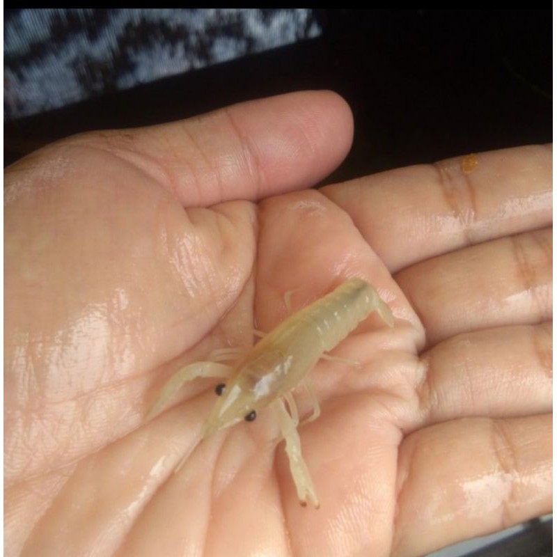 

Lobster mini white