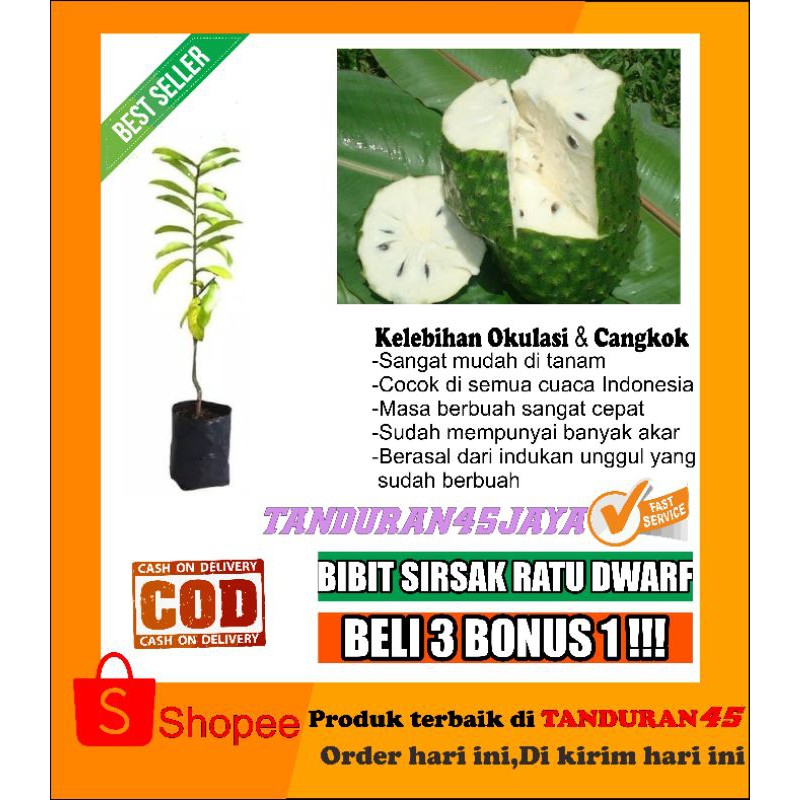 bibit tanaman buah sirsak ratu/bibit sirsak/bibit sirsak ratu