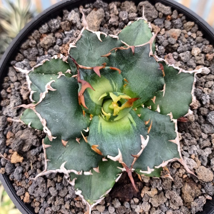 agave titanota solar eclispse