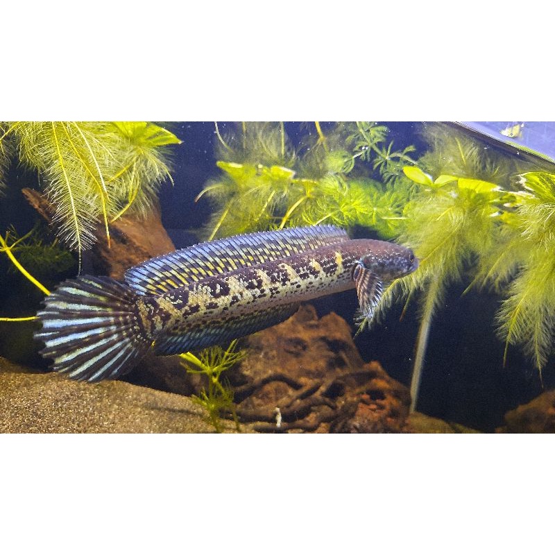 Channa Auranti 10-12cm Gondrong Grade A+