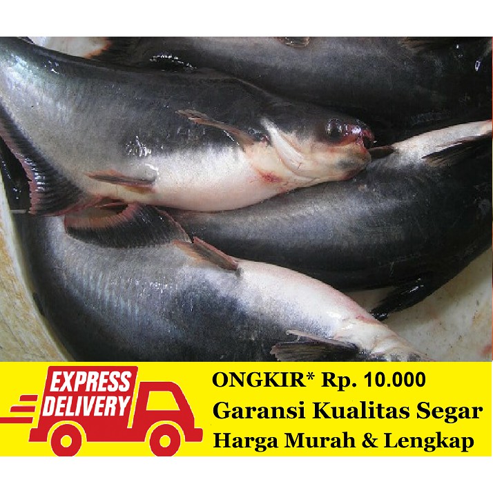 

Ikan Patin Per Ekor 600 gram
