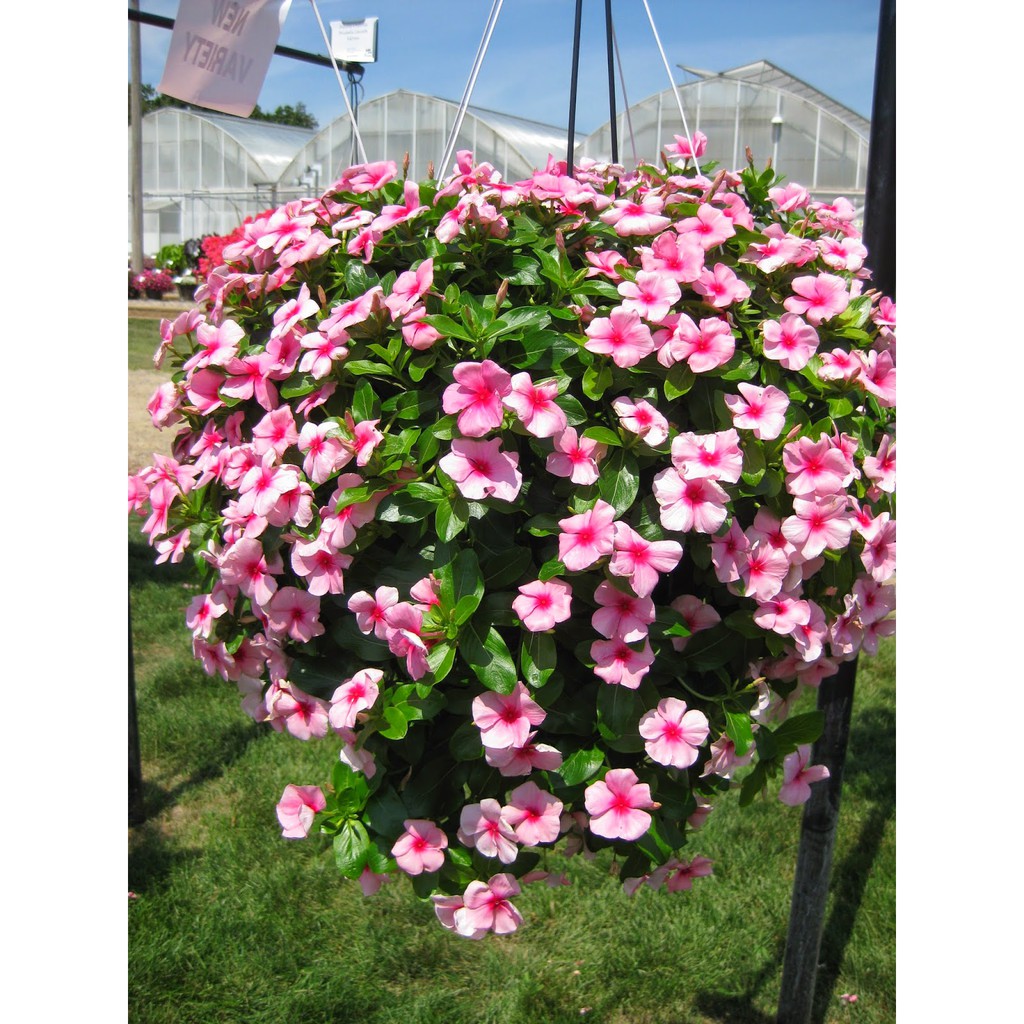 Benih-Bibit Bunga Vinca Gantung/Trailing XP Mix (Haira Seed)-4