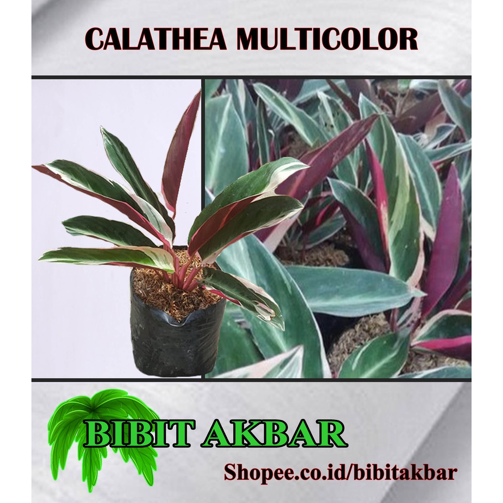 Calathea Multicolor