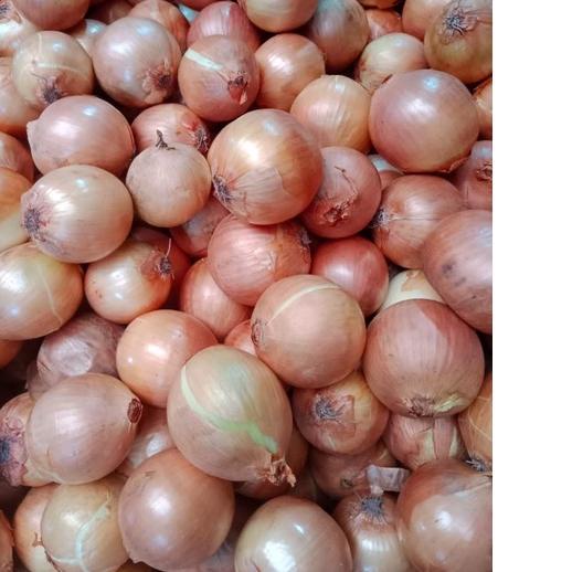 

Terlaris BAWANG BOMBAY