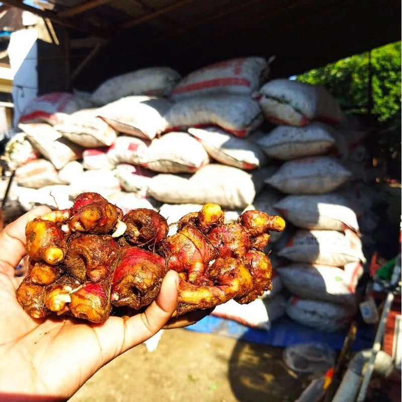 

jahe merah segar 1kg #jahe#rempah#bumbudapur