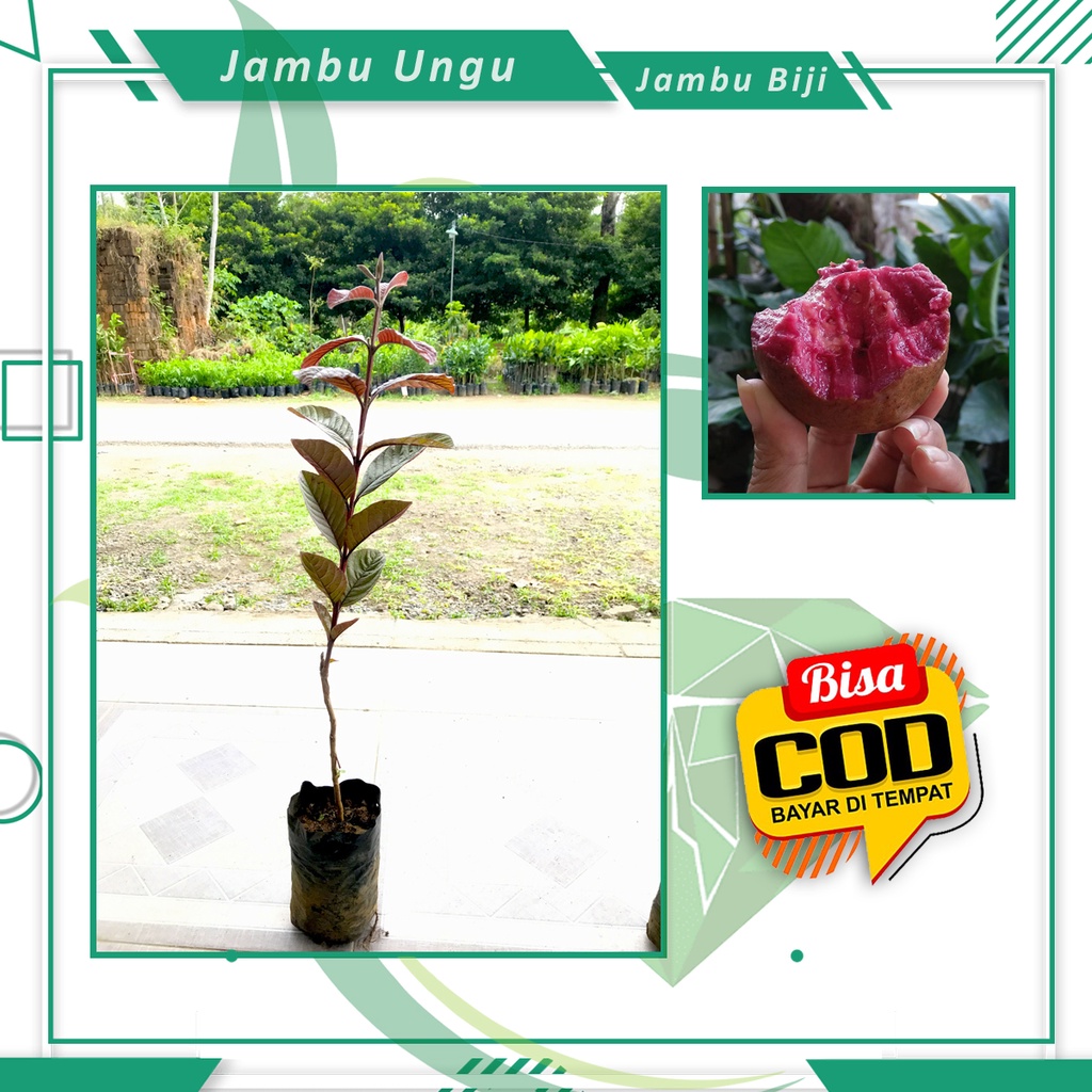 Bibit Jambu Biji Ungu Australia Tanaman Buah Jambu Biji Murah Berkualitas [ SIAP KIRIM ]