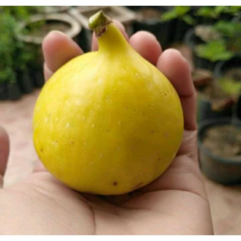 Bibit Buah Tin Jenis Jin Ao Fen JAF Cangkok Murmer