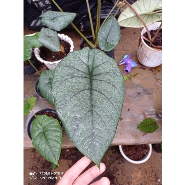 paketan alocasia remaja