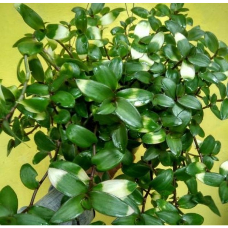 Tanaman Hias Gantung Tradescantia lidah kera hijau
