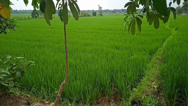 Aquarium Es Kelapa 15 Liter Green Leaf 0166 / Toples Es Buah + Gayung