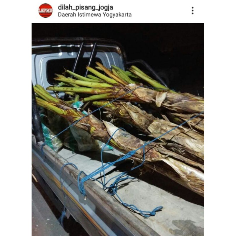 

Pisang Mas / sisir