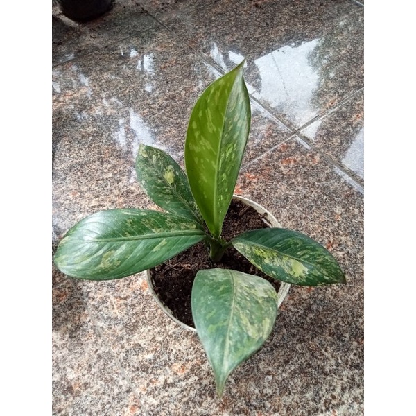 diffenbachia varigata / panglima varigata(anakan)