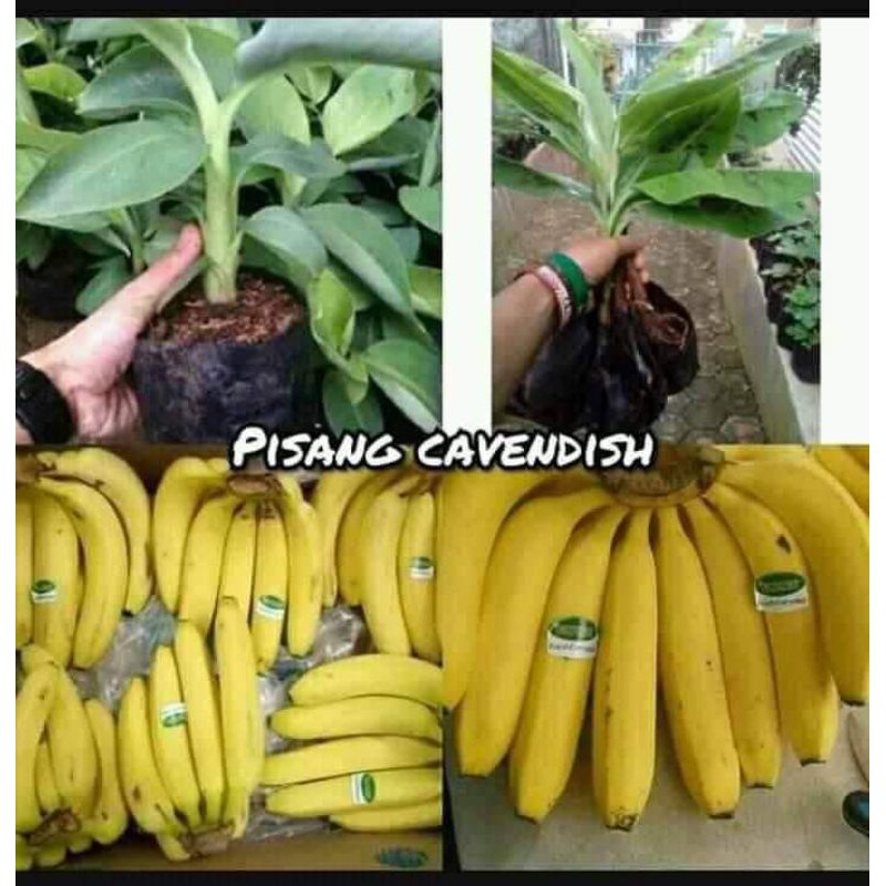 

pisang cavendish