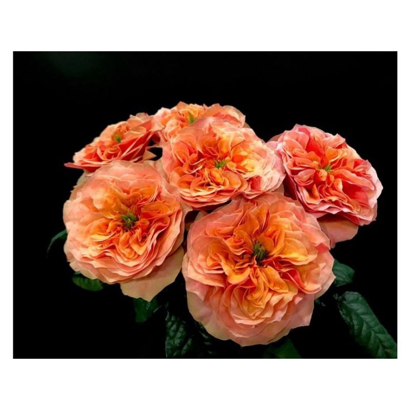 Bunga Mawar Import KENSINGTON Garden Dewasa-Mawar import-mawsr kelopak besar