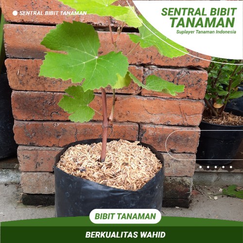 Bibit Anggur Merah  Buah Anggur Merah