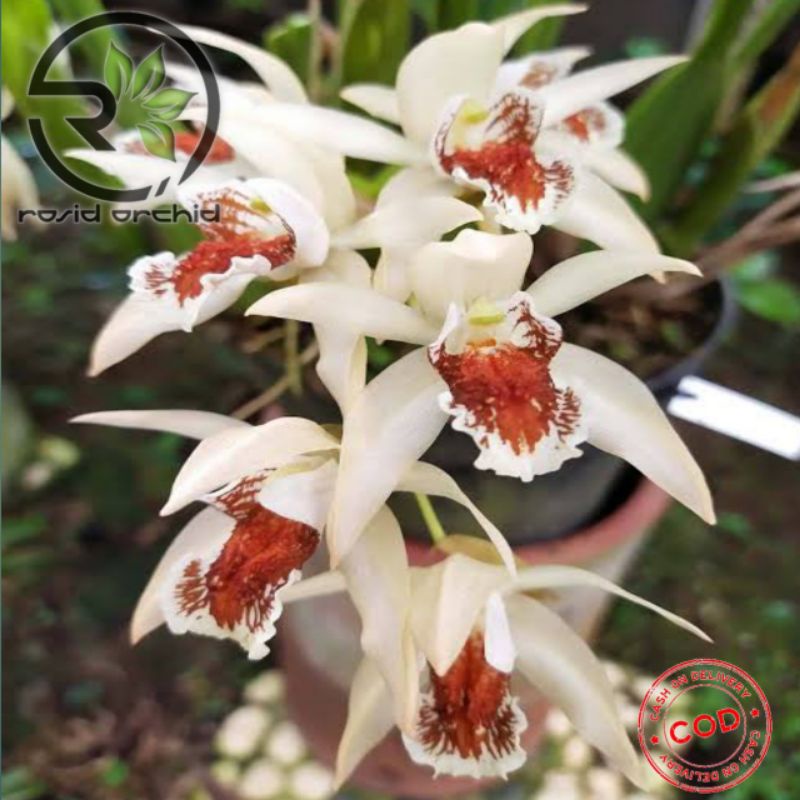 Coelogyne Asperata Anggrek Hutan Asli Kalimantan Selatan