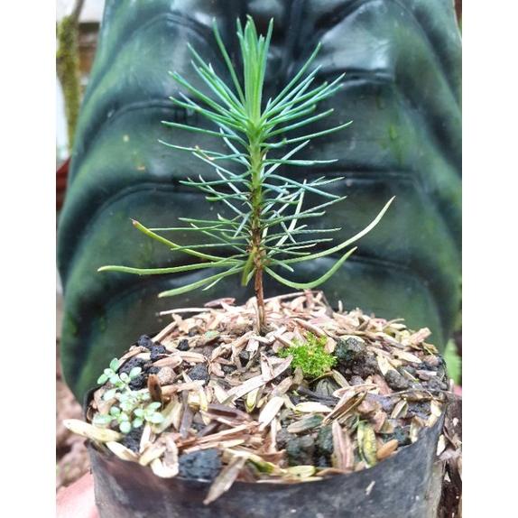 BIBIT JAPANESE BLACK PINE BAHAN BONSAI TERLARISS...,,,,,