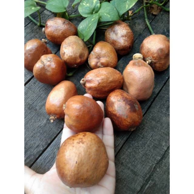 

Zuriat sedang