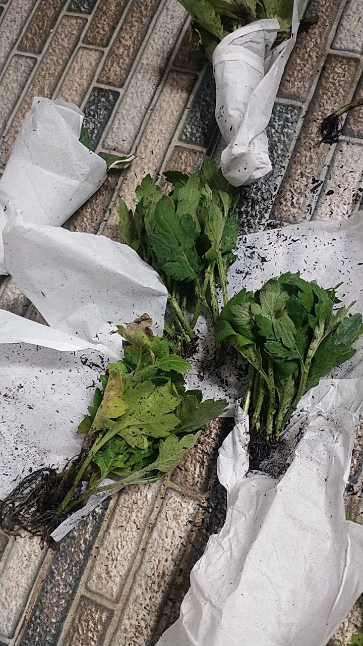 Tanaman Hias Bibit Bunga Krisan Paket 65 Pcs