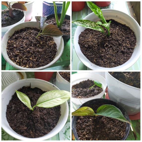 ⭐aglonema⭐ Paket 2 (tisue, Legacy, Snow White, Rothundum Aceh)