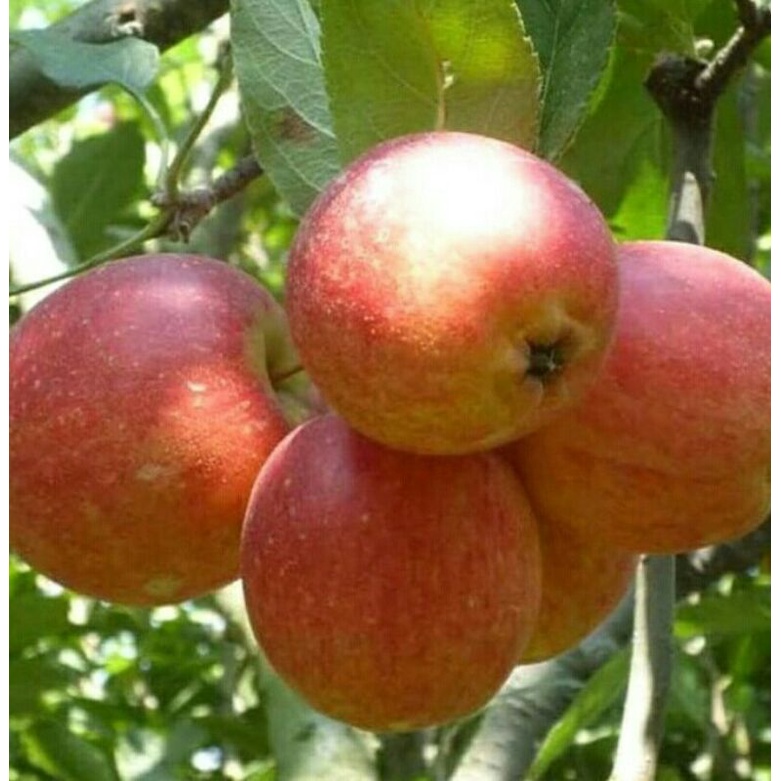 Apel Anna malang 1 KG