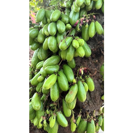 

BELIMBING WULUH BELIMBING SAYUR FRESH