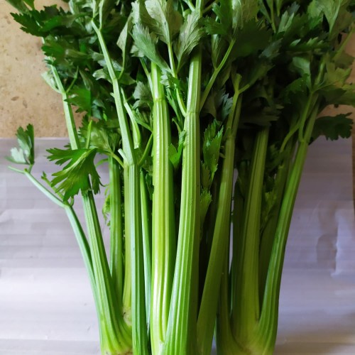 

Jual DAUN SELEDRI FRESH 1 Kg