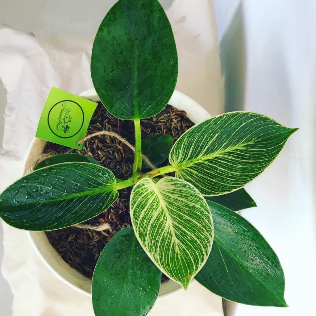 Philodendron Murah Birkin (BISA COD) / Tanaman Hias Bunga Aglaonema Hidup Murah Bukan Bonggol Bibit