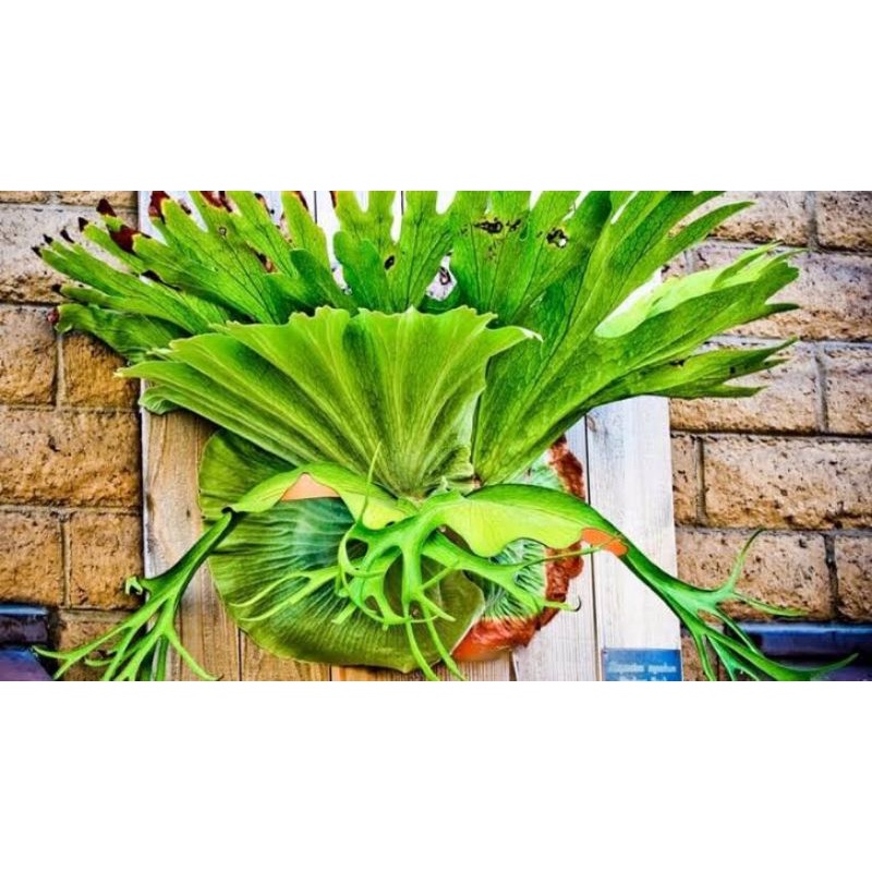 Tanaman hias Simbar PAPUA JUMBO | platycerium wandae PAPUA JUMBO