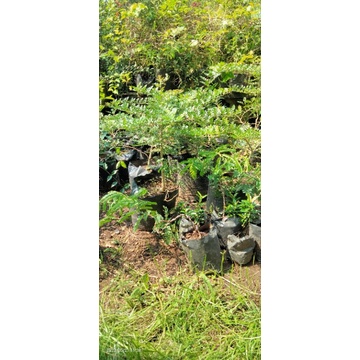 kawista batu . bahan bonsai kawista batu