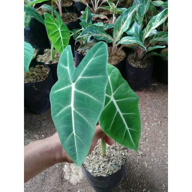 Tanaman Alocasia Fridek Keladi Neon Shopee Indonesia