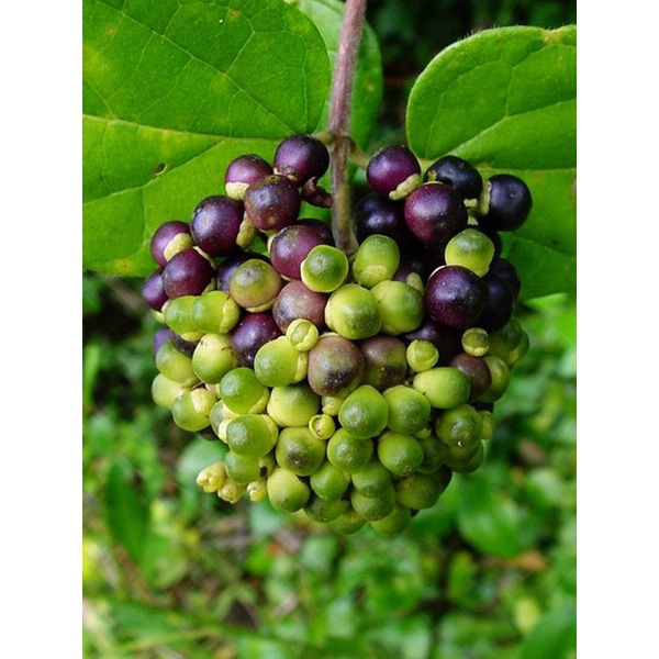 Kedaibenih - Benih Bibit Buah Waung ~ 10 Biji