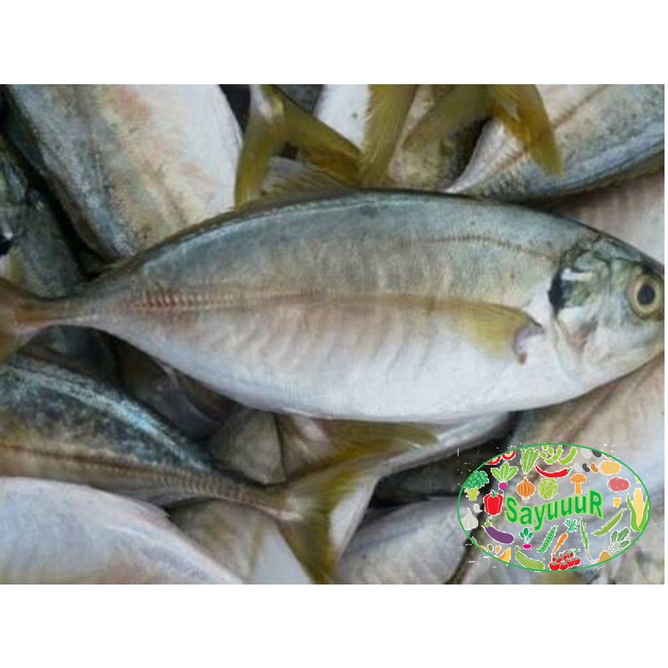 

ikan kembung