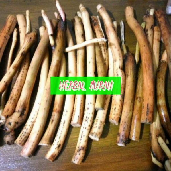 

Ready murah akar pinang Segar Basah jambe 1kg