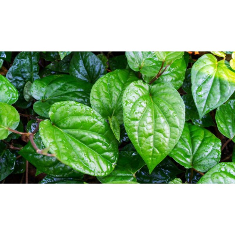 

daun Sirih