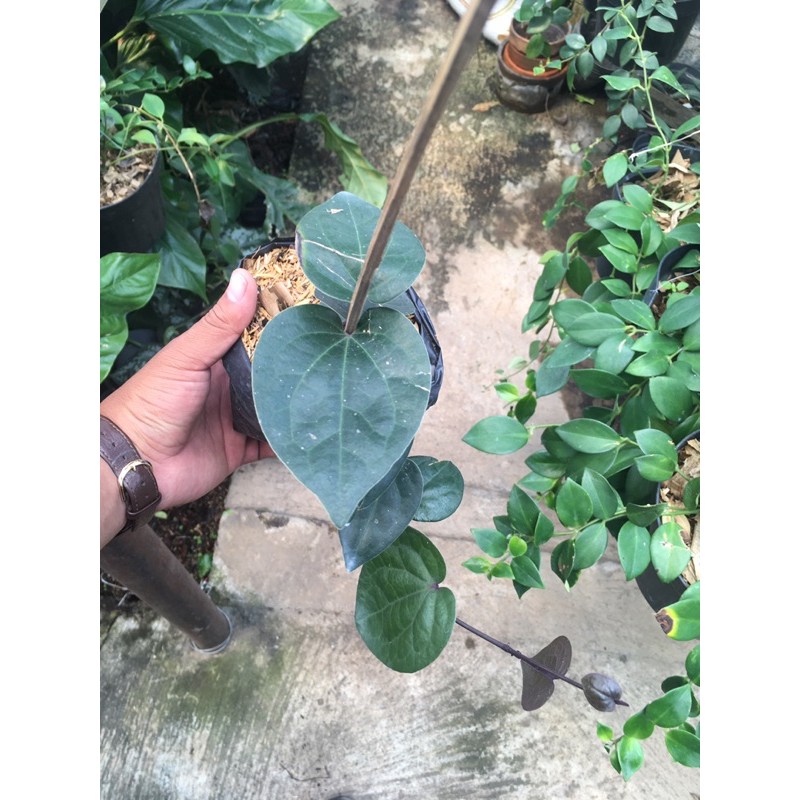 sirih obat sirih hitam