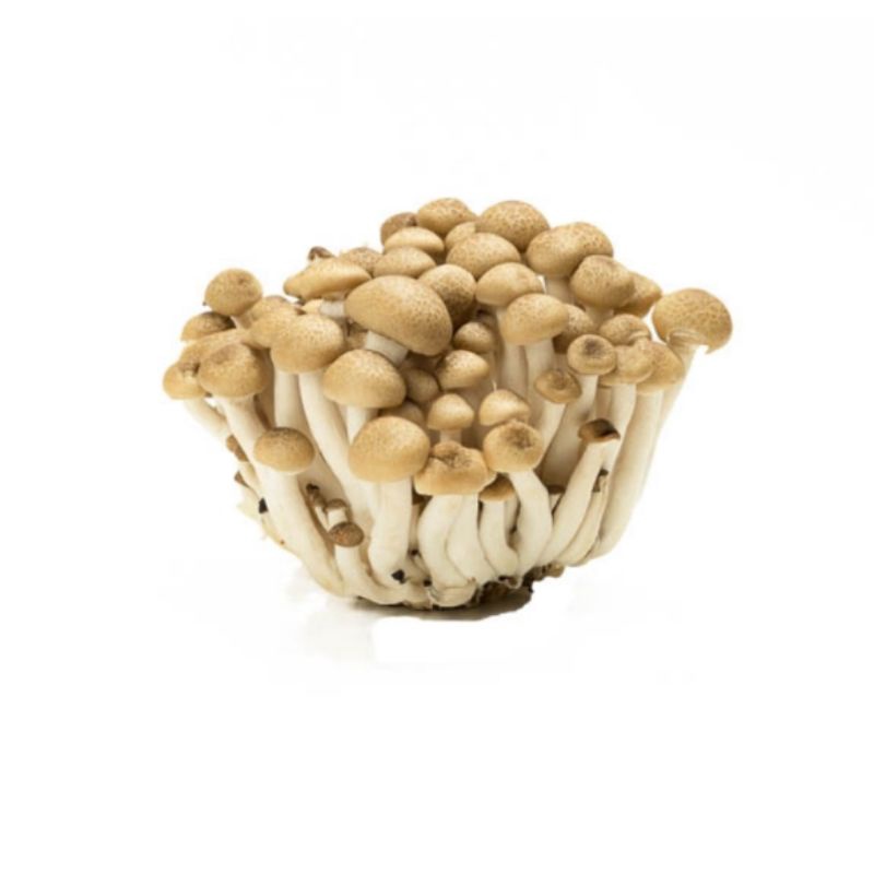 

Jamur shimeji coklat per bungkus