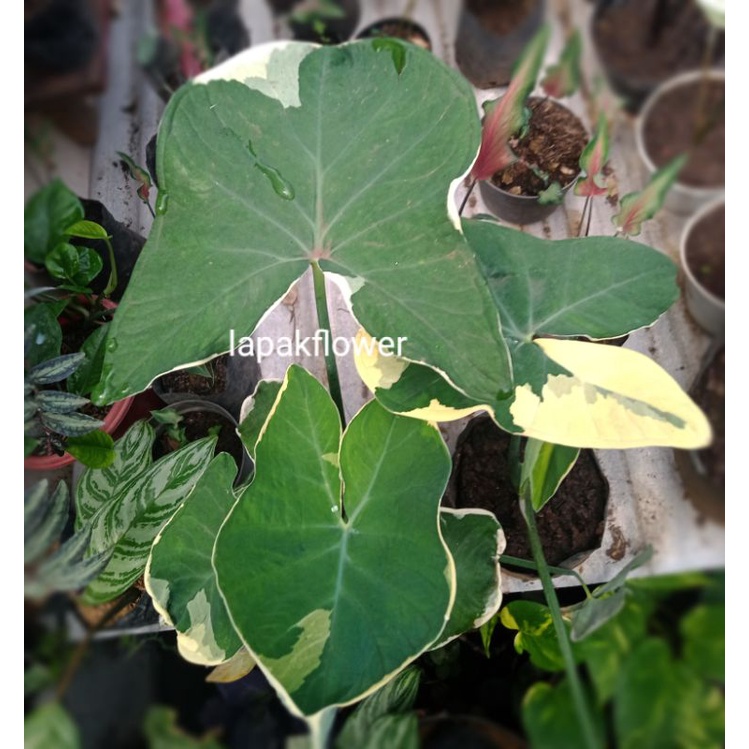 KELADI TIKUS VARIGATA