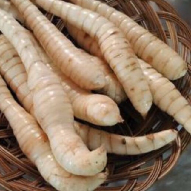 

Umbi garut fres 500 gr