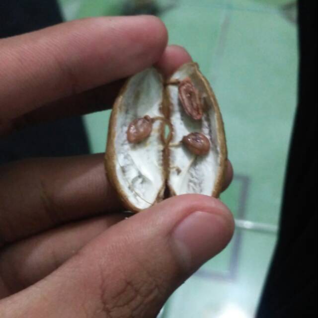 

Kacang