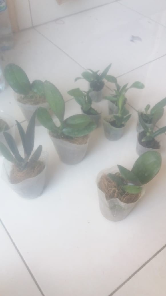 Bibit Seedling Dendrobium Hybrida