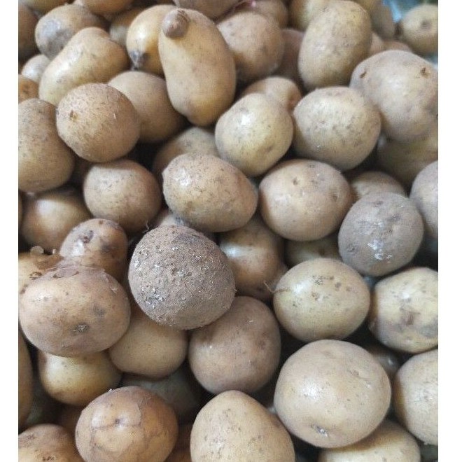 

Kentang Kecil/Kentang Baby (500gr)